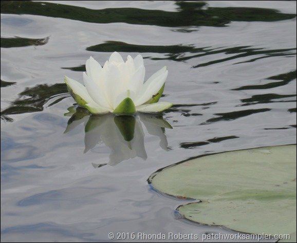 Water lily Crystal River