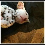 Free Resource Library