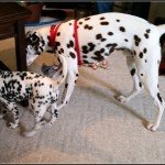 Free Resource Library