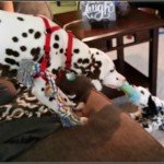 puppies-2.jpg