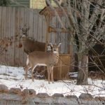 Free Resource Library